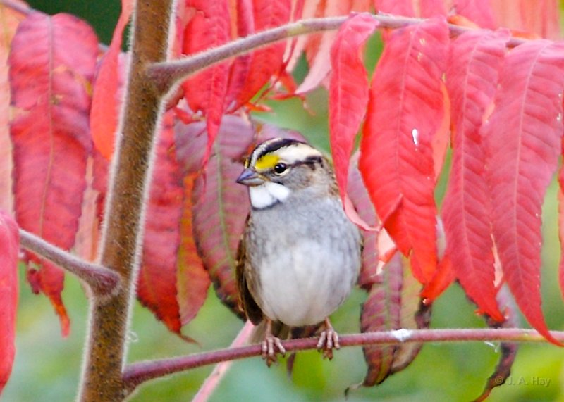 IQ2D0646 - Version 2